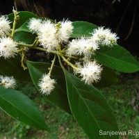 Symplocos acuminata (Blume) Miq.